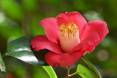 ヤブツバキの花,やぶつばき,開花時期,藪椿,品種