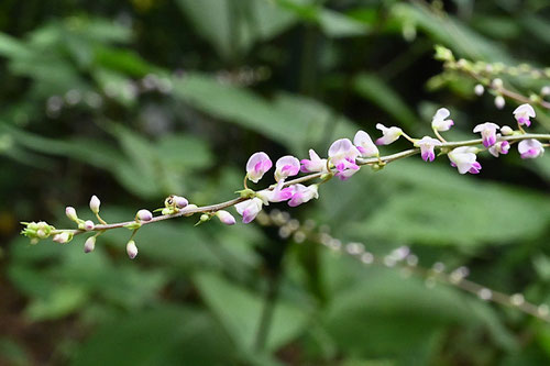 ヌスビトハギの花