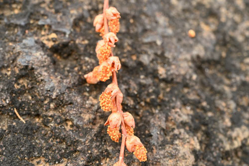 メタセコイア,めたせこいあ,樹木