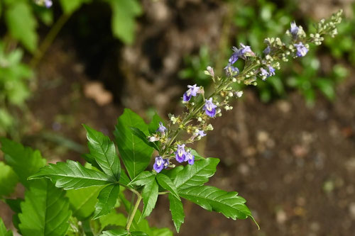 開花時期,にんじんぼく