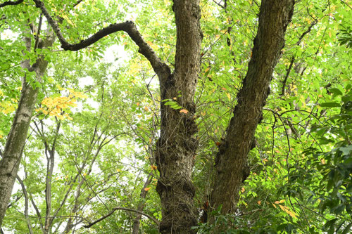 沼水木の木,ぬまみずき,ヌマミズキ