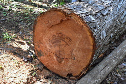 Chinese cedar,tree