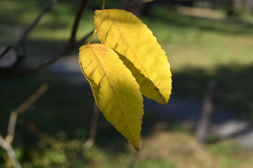 苦木,紅葉,にがき