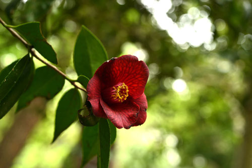 １０月に咲く赤い花,木