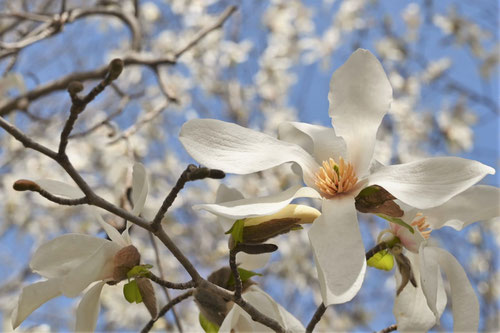 こぶしの花,コブシの木,庭木図鑑,辛夷