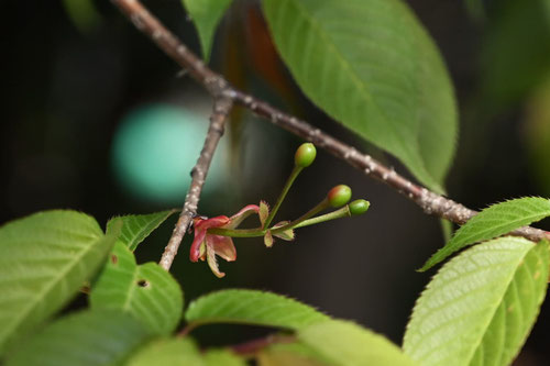 ヤマザクラ,やまざくら,山桜の木,fruits of Japanese wild cherry tree