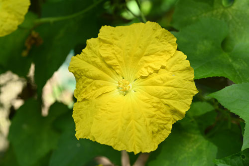 糸瓜,開花時期