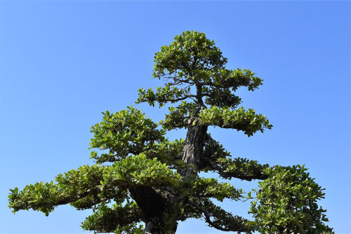 潮風に強い木,種類