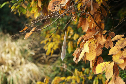 bean,Wisteria floribunda