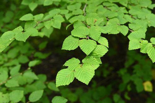 ヒュウガミズキ,ひゅうがみずき,植物