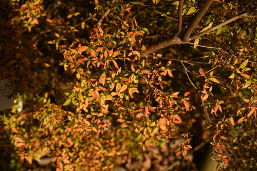 黄葉,ふじつつじ