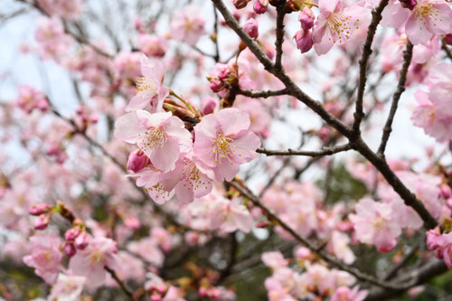 １月に咲くピンクの花木
