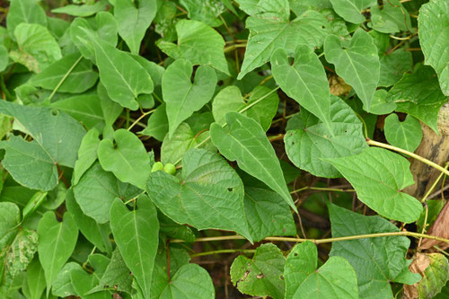 さんかくづる,植物