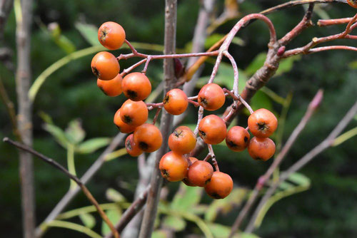 fruits of Japanese Rowan