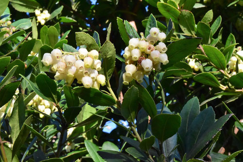 イチゴノキ,苺の木,樹木,いちごのき