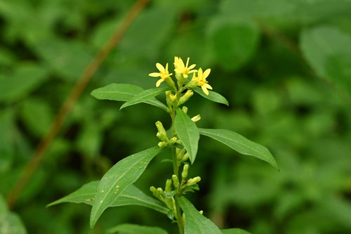 あきのきりんそう,植物,アキノキリンソウ