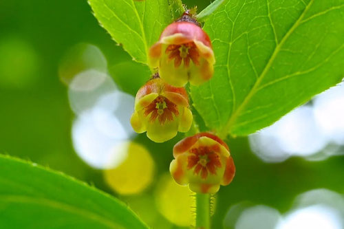 夏櫨の木の花,なつはぜ