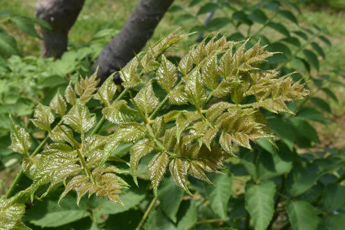タラの芽の木,たらのき