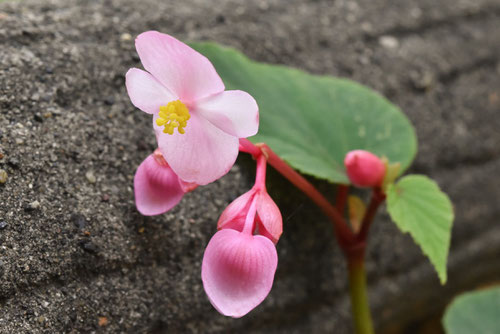 雄花,雌花,シュウカイドウ,しゅうかいどう