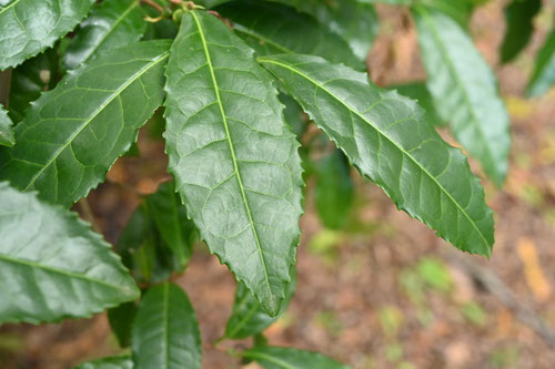 ちゃのき,お茶の木の葉っぱ