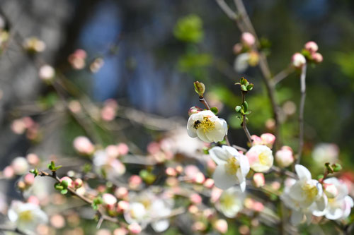 3月に咲く白い花の木