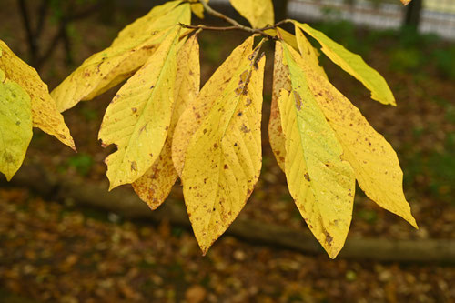 pawpaw leaf