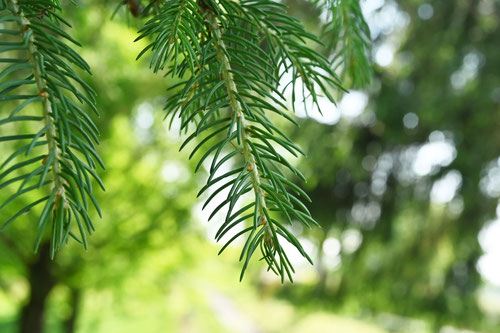 leaves of Japanese spruce
