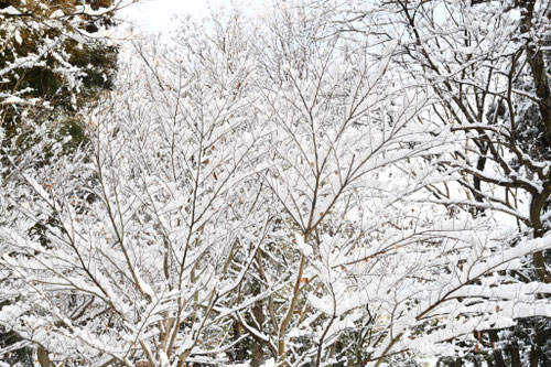 ブナの木は冬の寒さや雪に強いですか