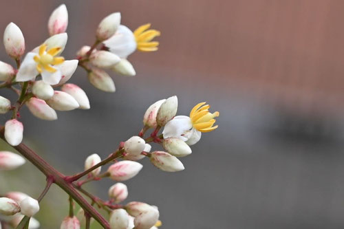 南天の花言葉,なんてん,ナンテンの木