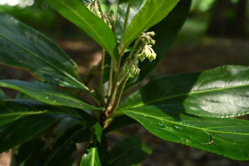 ひゃくりょう,開花時期,からたちばな,ヒャクリョウ