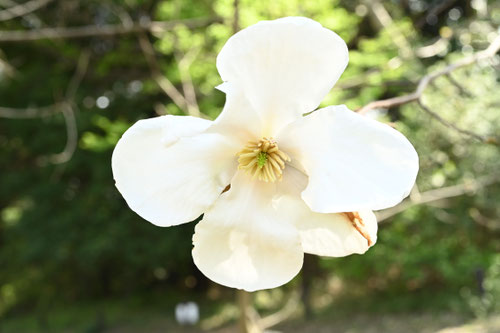 花,コブシ,こぶしもどき,辛夷