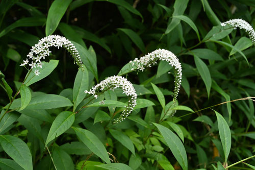 似た花,おかとらのお,オカトラノオ　