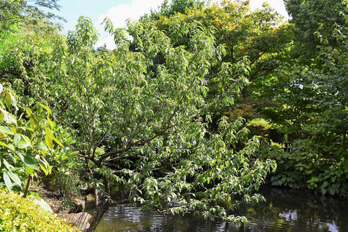 Peach tree in Japan