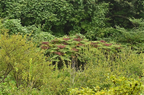 タラの芽の木,たらのき