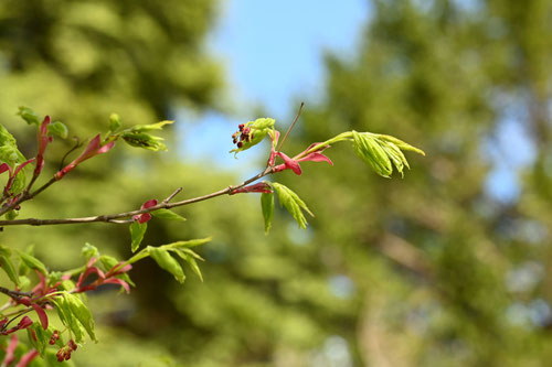イロハモミジ,新芽,画像,いろはもみじ