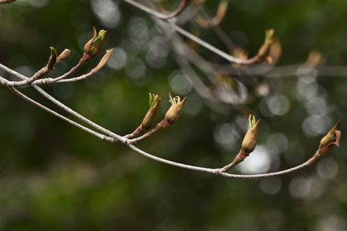 ヤマボウシ,Japanese Dogwood,やまぼうし