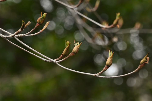 ヤマボウシ,山法師,Japanese Dogwood,やまぼうし