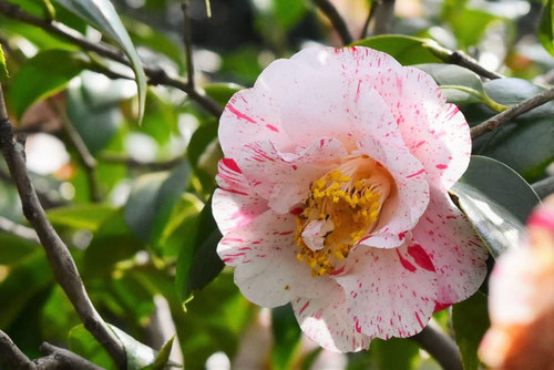 ヤブツバキ,やぶつばき