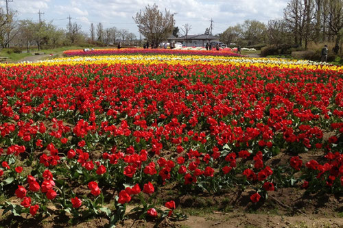 チューリップの花