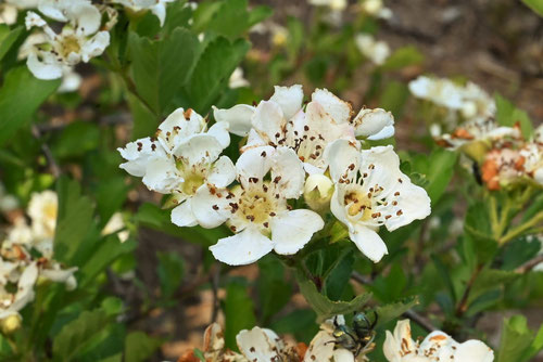 Flowering trees in August in May in Japan