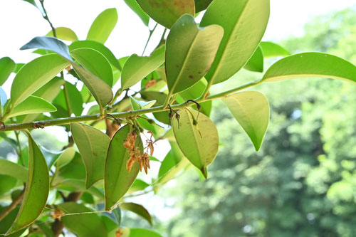 さかき,植物,榊の木