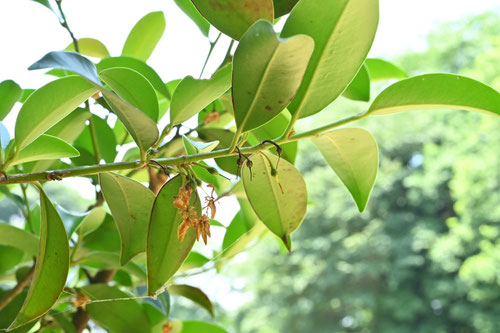 サカキ,さかき,植物,榊の木