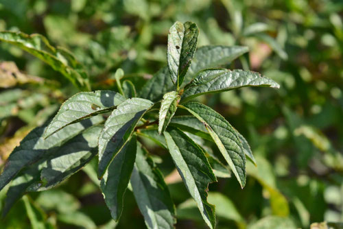 庭桜,ニワウメとニワザクラ.区別,見分け,麦李