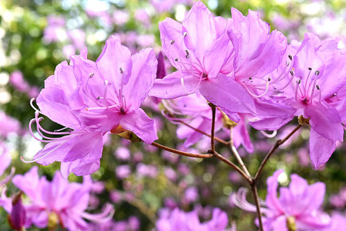 紫の花が咲く木
