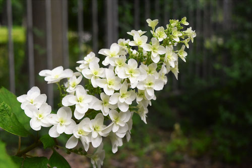 カシワバアジサイ,花,画像