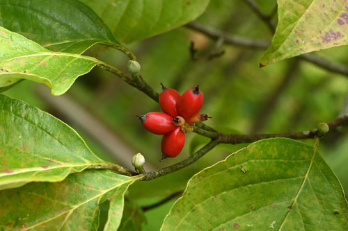 秋にできる赤い実,植物名,図鑑