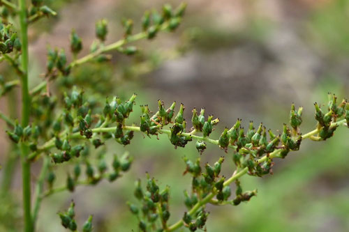 あわもりしょうま,植物