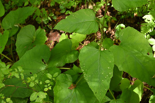 やまごぼう,植物,オヤマボクチ,おやまぼくち