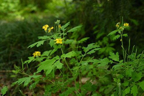 クサノオウ,植物