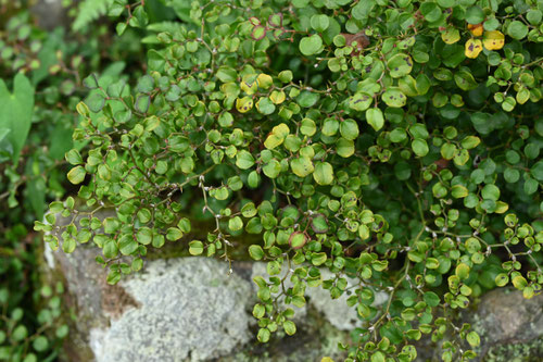 ひめかから,植物